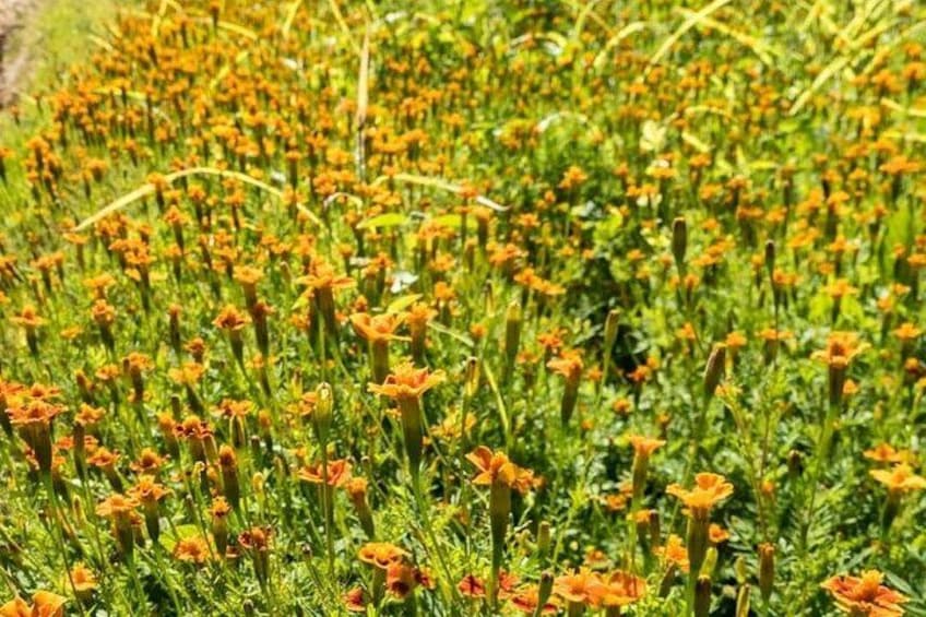 A field of orange flowers with green foliage. 4