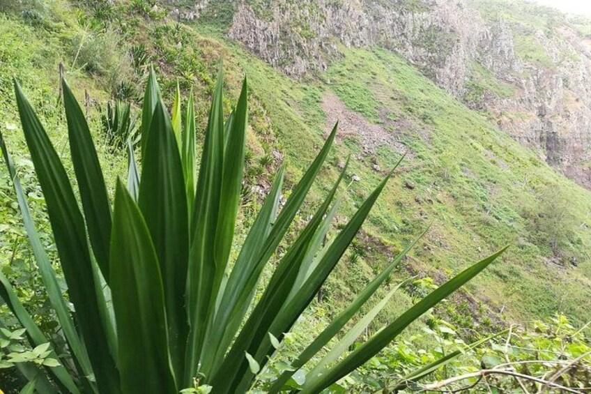 A plant with long, pointed leaves in a natural landscape with a hilly background. 3