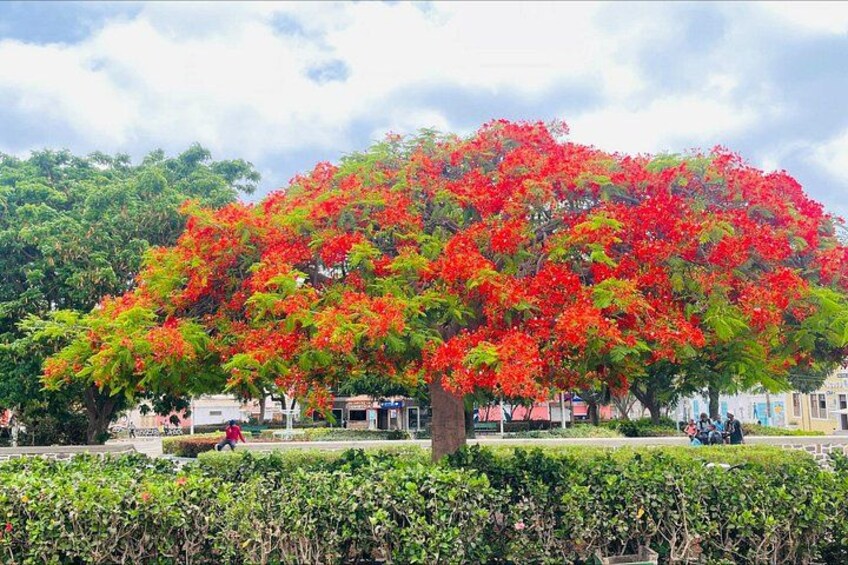 A large tree with red flowers, a hedge, and buildings in the background. 4