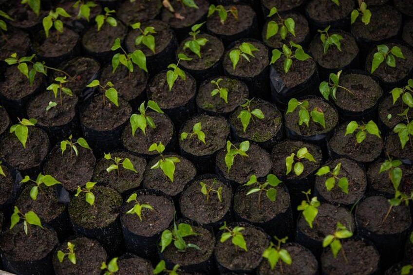 Seedlings in black plastic pots arranged in rows. 4
