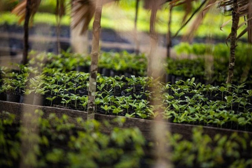 A greenhouse with rows of young plants growing in black trays. 5