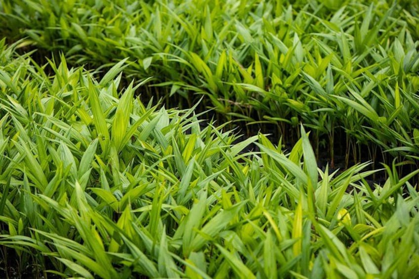 A dense field of green plants. 2