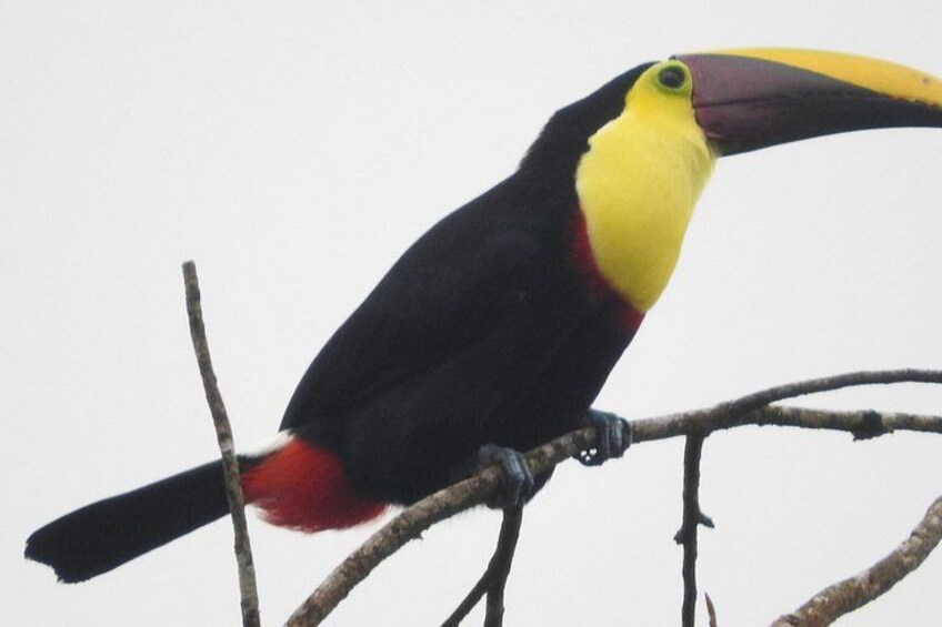 Excellent Wildlife Tour in Bijagua de Upala 4