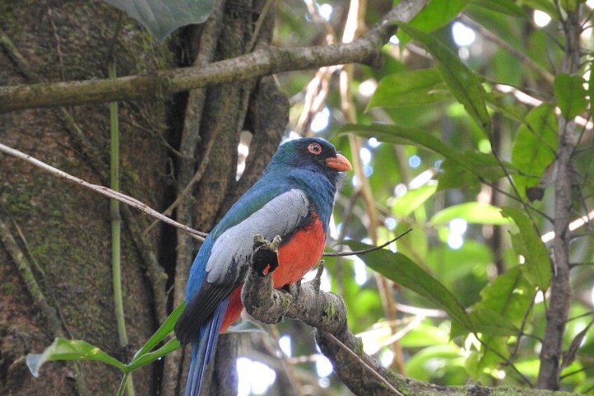 Excellent Wildlife Tour in Bijagua de Upala 2