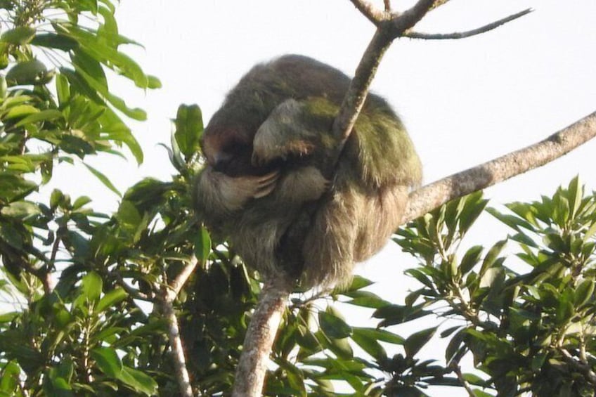 Excellent Wildlife Tour in Bijagua de Upala 3