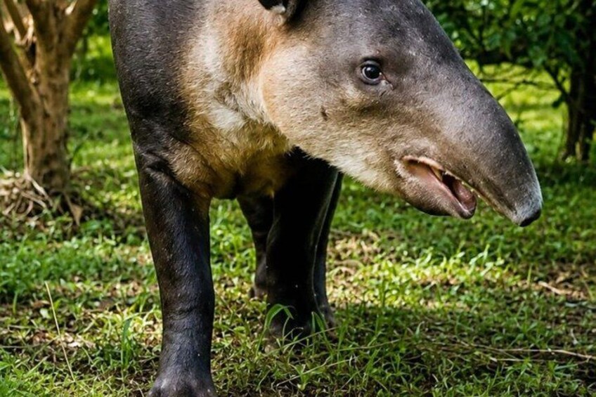 Rainforest Secrets & Wildlife Adventure 1