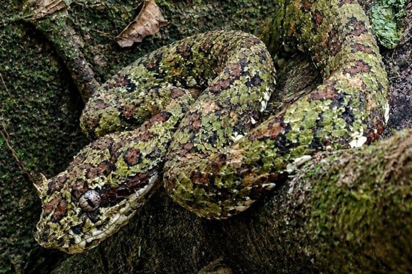 Rainforest Secrets & Wildlife Adventure 2