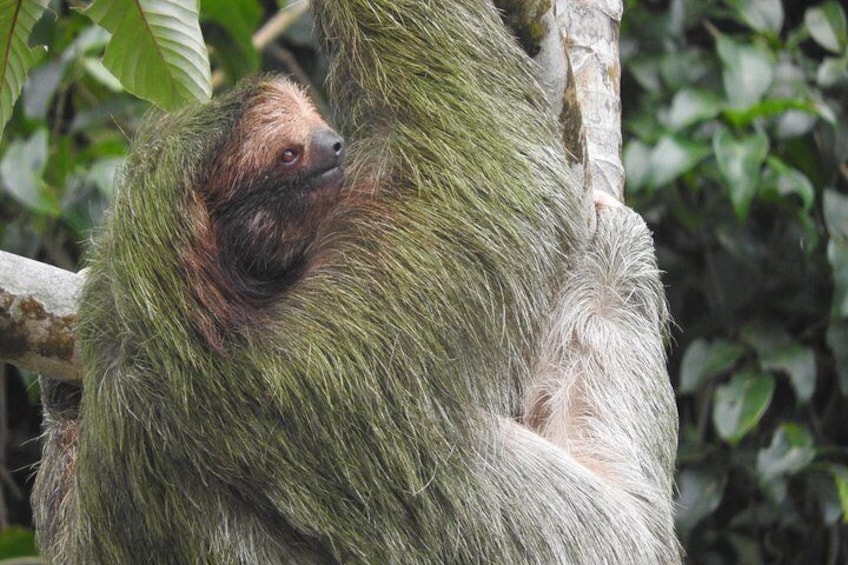 Excellent Wildlife Tour in Bijagua de Upala 4