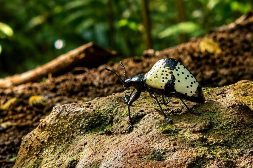 Rainforest Secrets & Wildlife Adventure 3