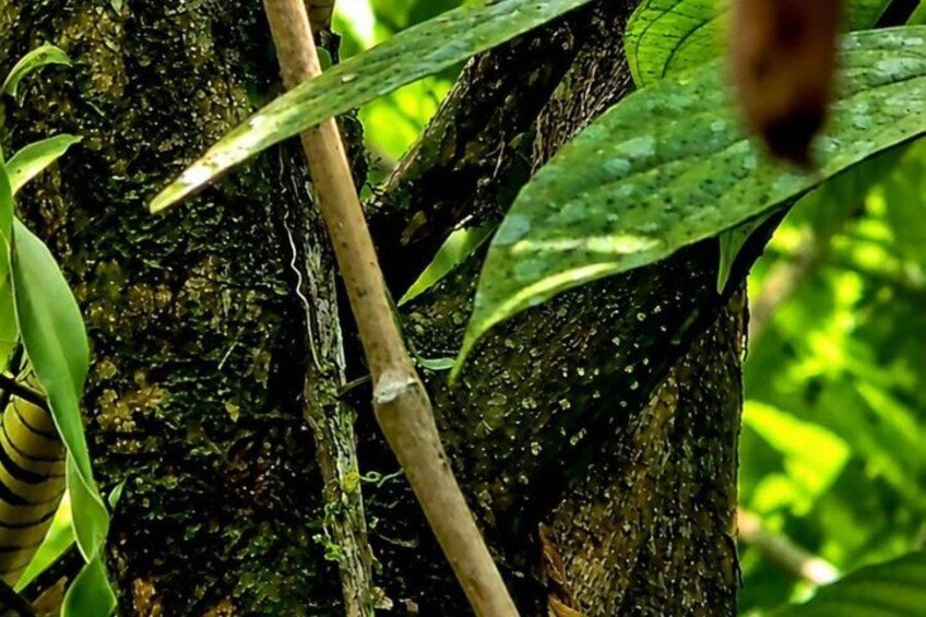 Rainforest Secrets & Wildlife Adventure 5