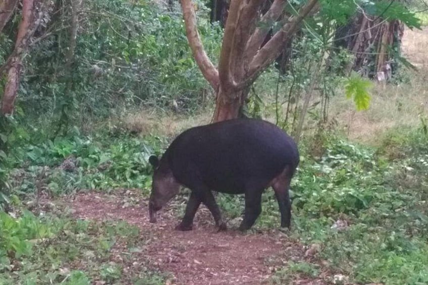 Excellent Wildlife Tour in Bijagua de Upala 2