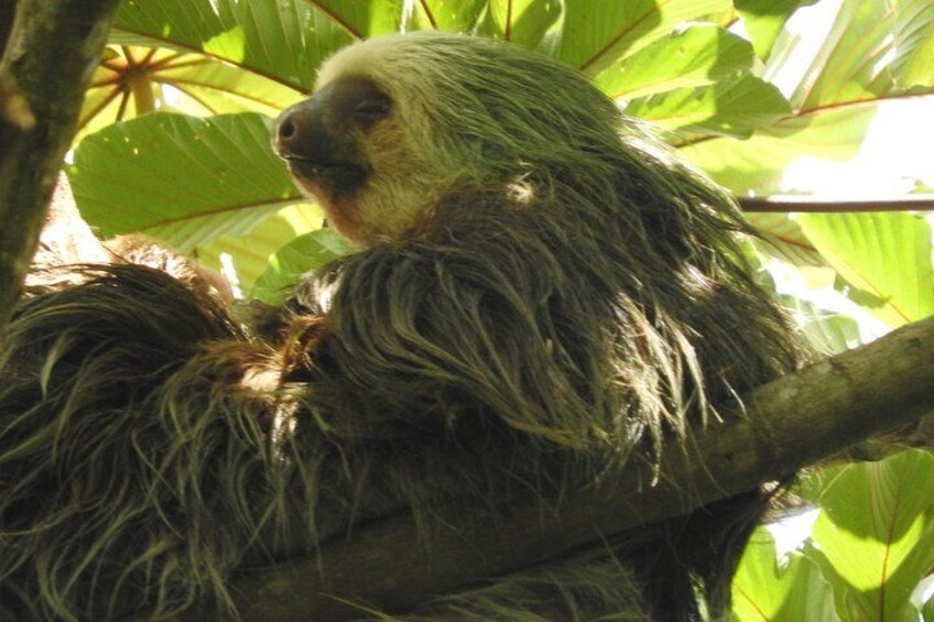 Excellent Wildlife Tour in Bijagua de Upala 3