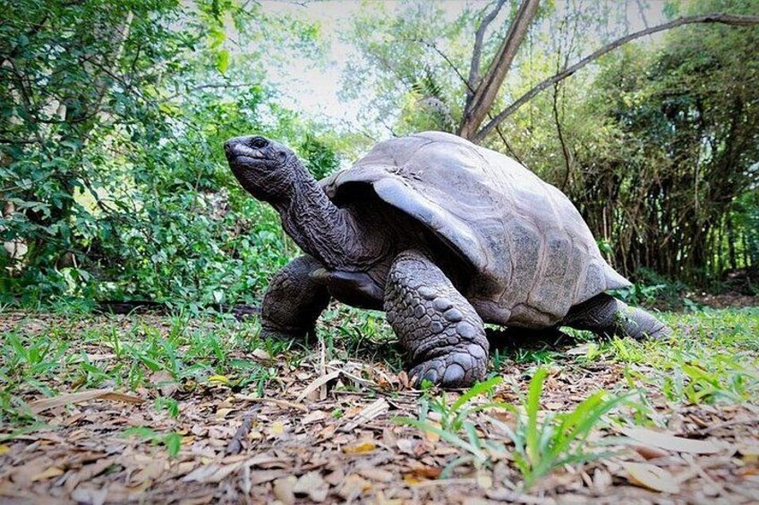 Una tortuga sobre el suelo del bosque. 1