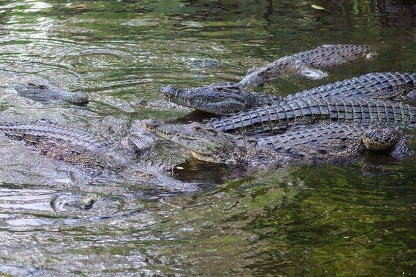 Un grupo de cocodrilos en un cuerpo de agua. 2