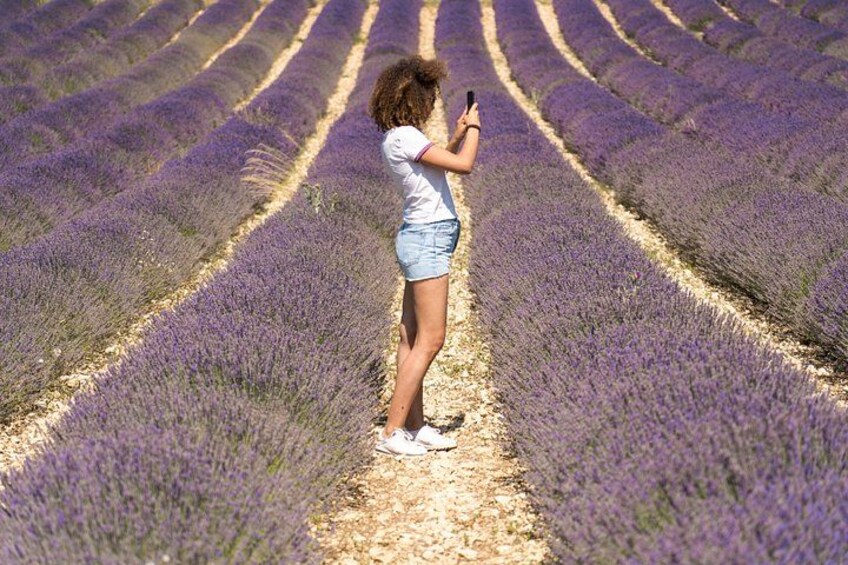 Lavender Small Group Half-Day Trip 2