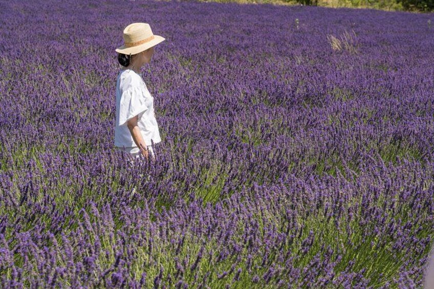 Lavender Small Group Half-Day Trip 4