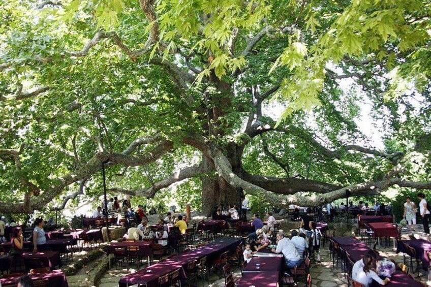 An outdoor café with tables and chairs under a large tree. 4