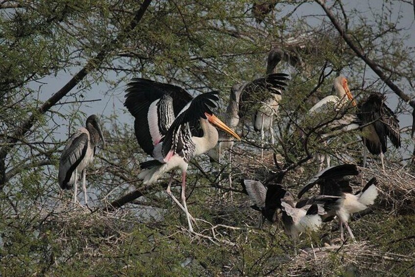 Bharatpur Bird Sanctuary 1