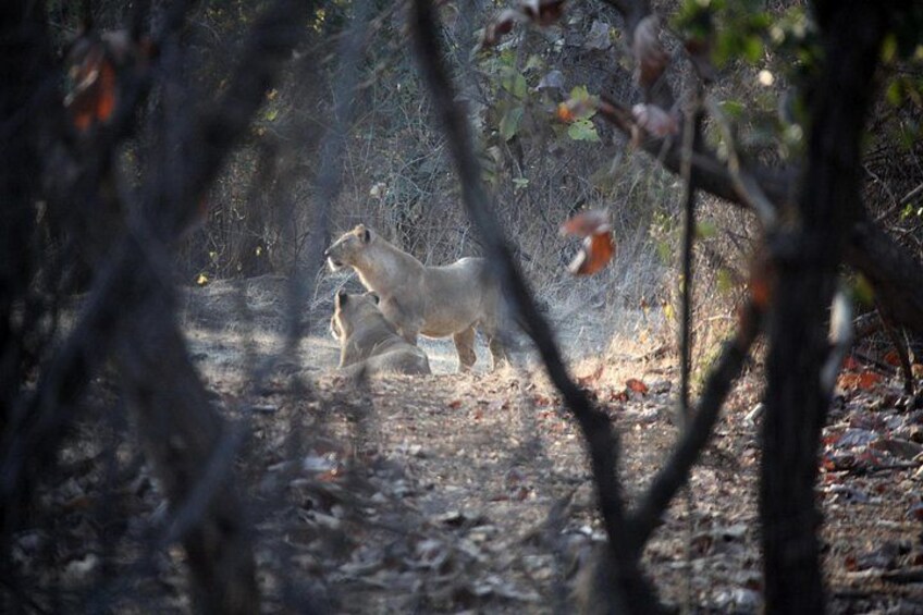 Same Day Tour to Bharatpur 4