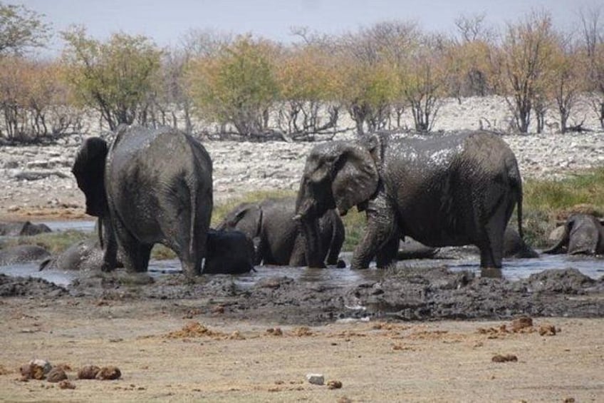 ETOSHA PARK SAFARI with local guides in 9-seater 4x4s 1
