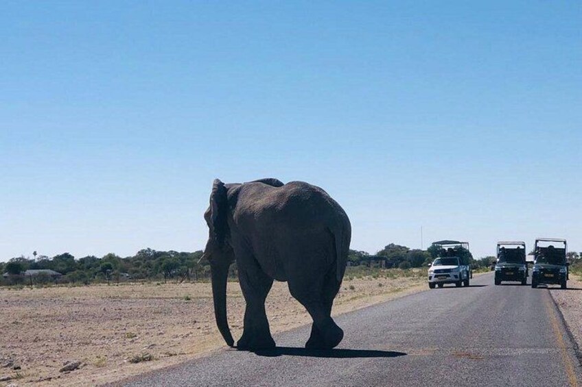 ETOSHA PARK SAFARI with local guides in 9-seater 4x4s 2