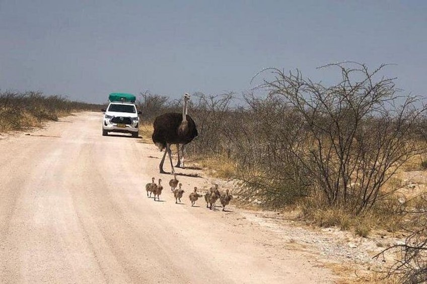 ETOSHA PARK SAFARI with local guides in 9-seater 4x4s 4