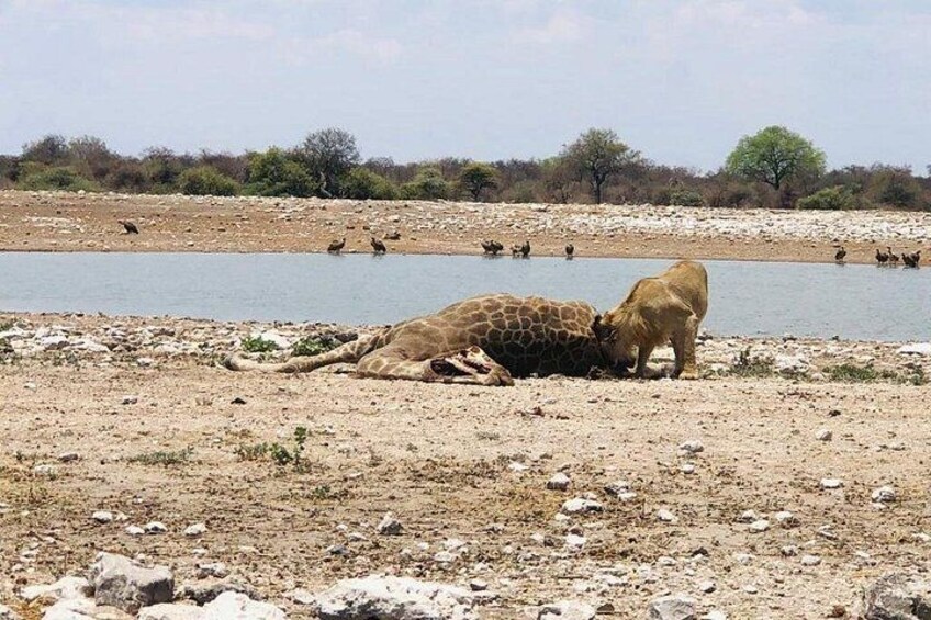 ETOSHA PARK SAFARI with local guides in 9-seater 4x4s 5
