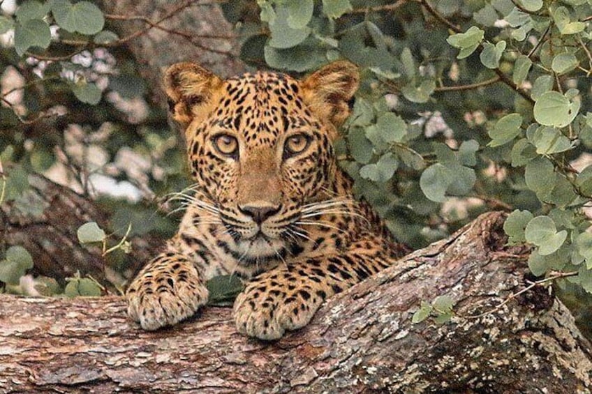 A leopard resting on a tree branch in a forest. 1