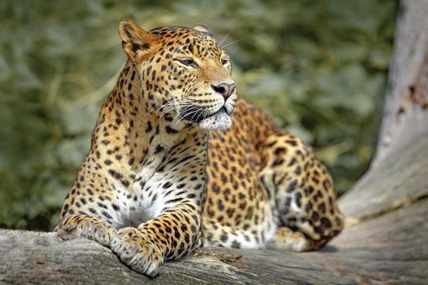En leopard som vilar på en trädstam med en suddig grön bakgrund. 2