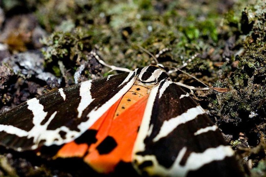 Een mot met zwarte, witte en oranje vleugels rust op een mosgroen oppervlak. 1