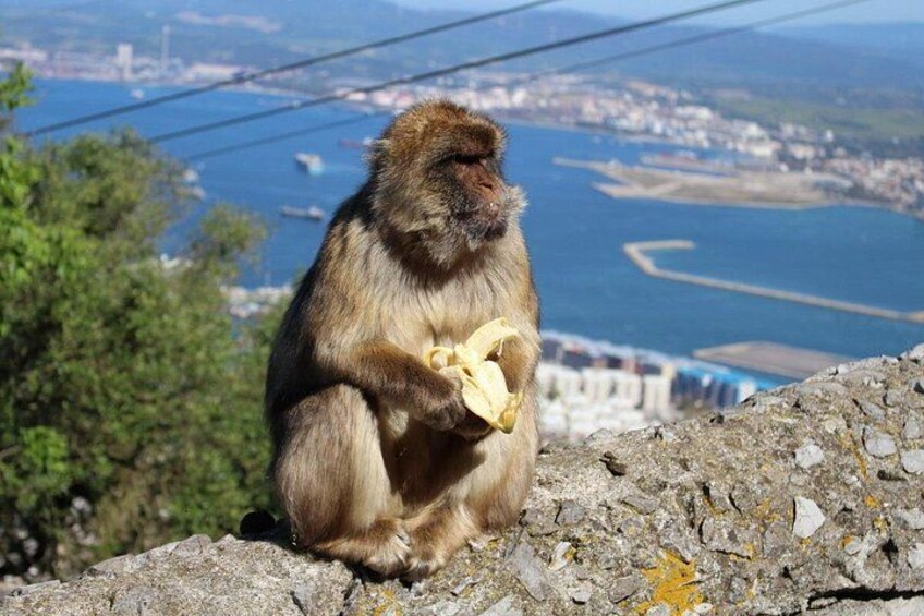Private Gibraltar Day Trip from Málaga or Marbella. Rock, Monkeys 1