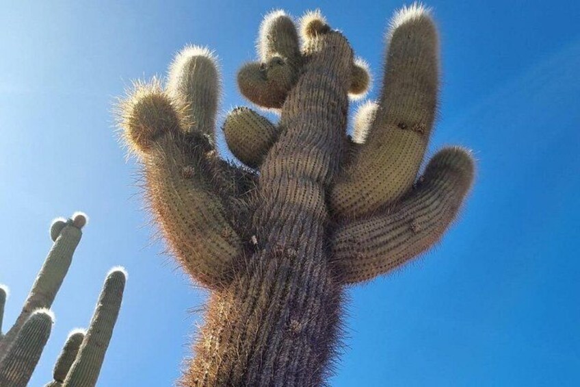 Un cactus alto con varios brazos contra un cielo azul despejado. 4