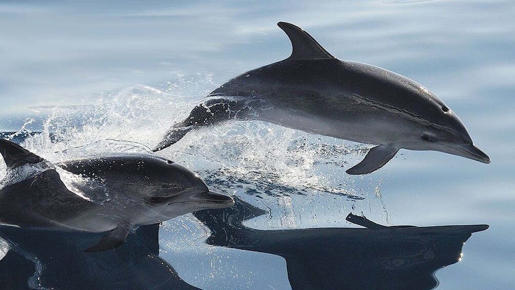 Two dolphins in Gran Canaria