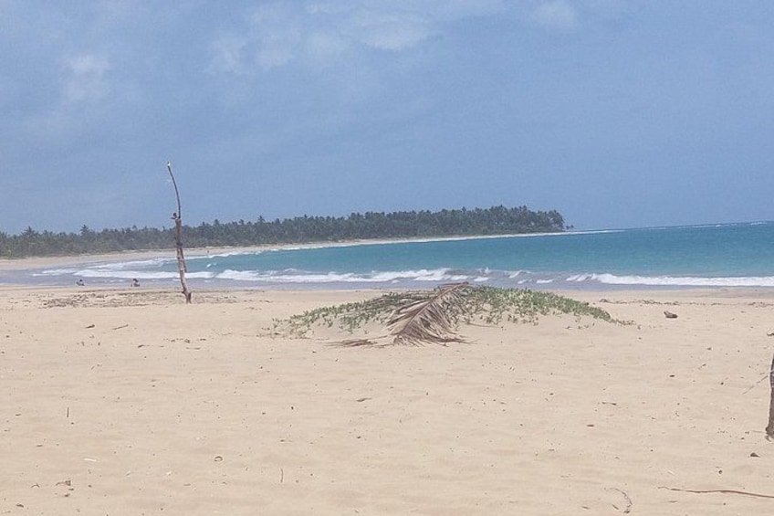 Una playa con una red de voleibol, un pequeño montículo de algas marinas y una costa lejana con árboles. 2