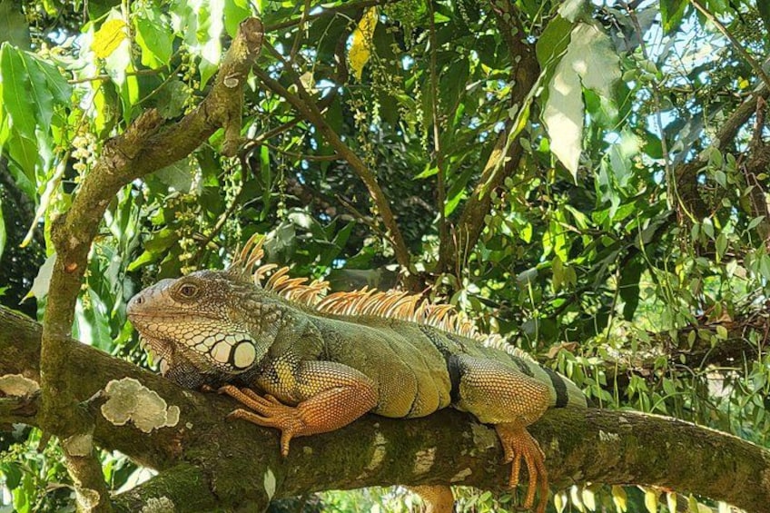 MINCA: Eco-Walk, Coffee Farm, Waterfall & Chocolate Experience! 2