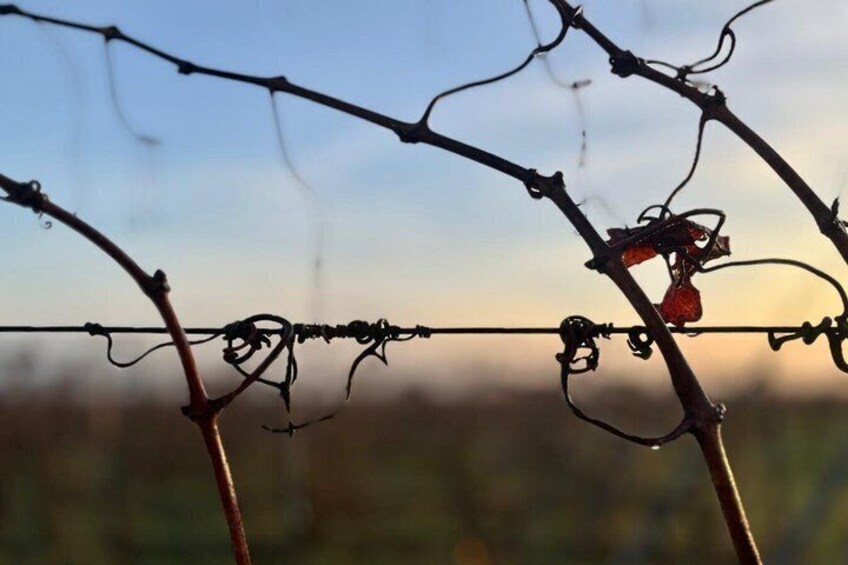 Alsace: Wine tasting/Single Straw Wine Tour 2
