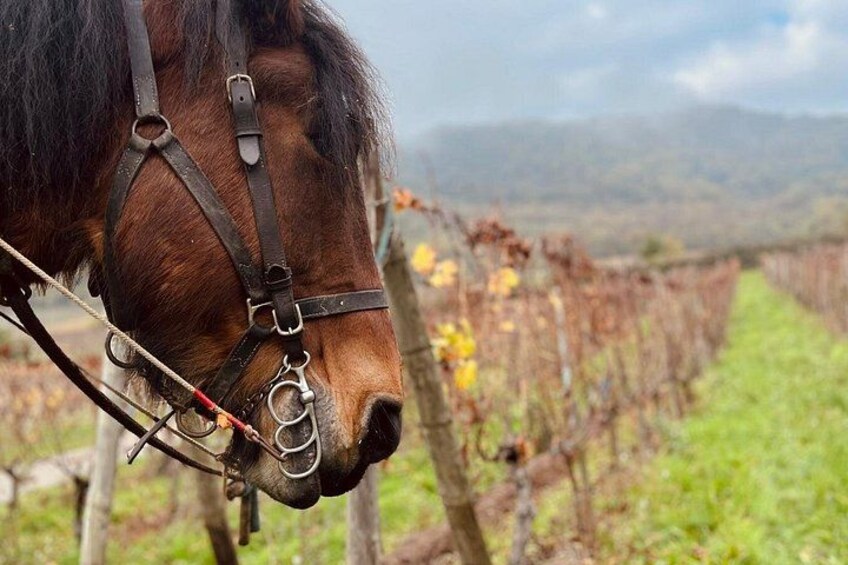 Alsace: Wine tasting/Single Straw Wine Tour 3