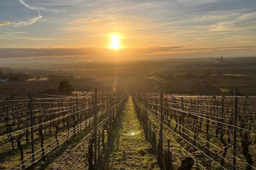 Alsace: Wine tasting/Single Straw Wine Tour 2