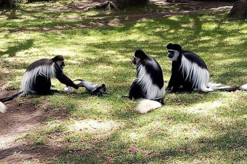 Three monkeys sitting on grass in a park. 2