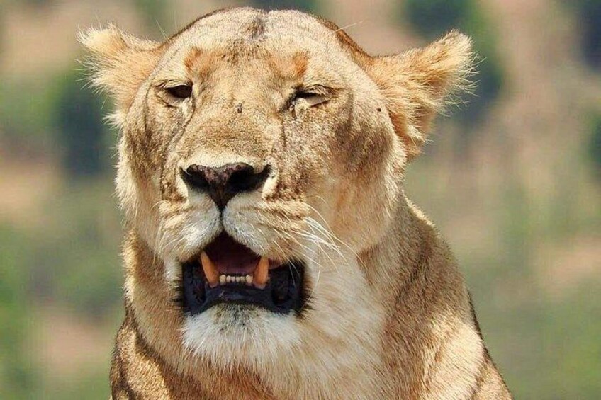 A lion with its mouth open, displaying its teeth. 3