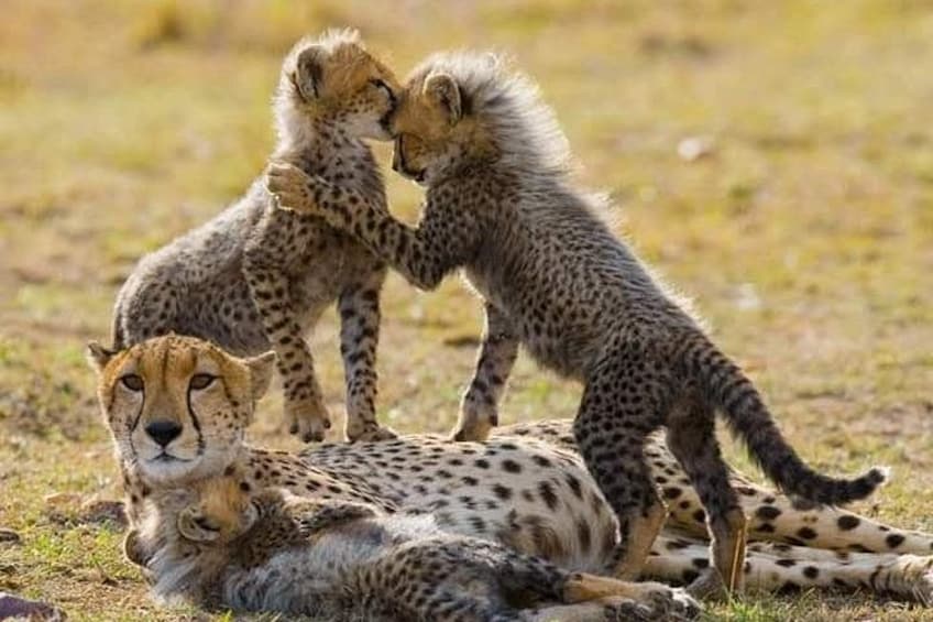 Three cheetahs in a grassy savannah. 1