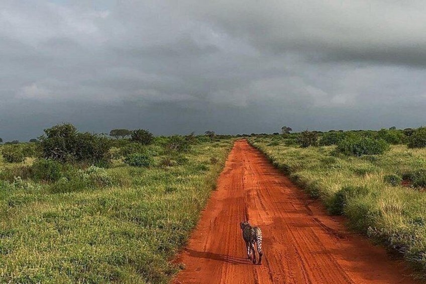 A dirt road in a grassy landscape with a zebra in the distance. 3