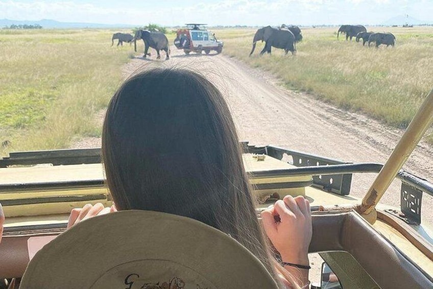 A safari vehicle with a person driving, elephants in the background, and a dirt road. 4