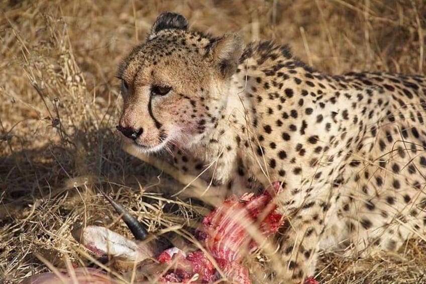 A cheetah lying on dry grass with a carcass nearby. 2
