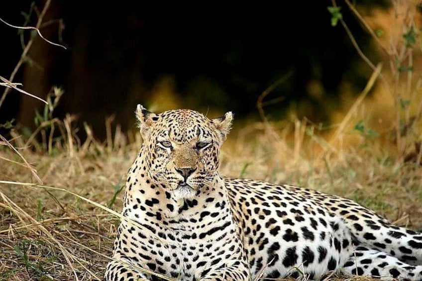 A leopard lying in a grassy area with sparse vegetation. 3