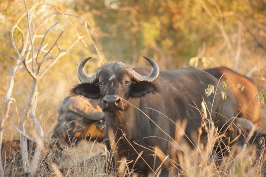 A buffalo in a natural setting with dry grass and sparse trees. 1