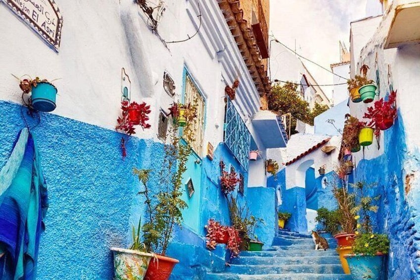 A narrow street with blue-painted walls, potted plants, and a dog sitting on the steps. 3
