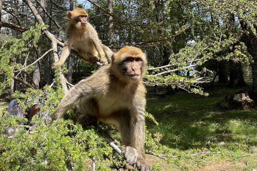 Two monkeys on a tree branch in a forested area. 2