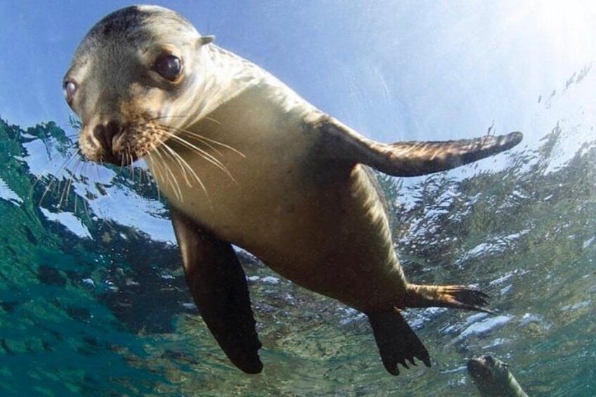 up-close wildlife encounters 2