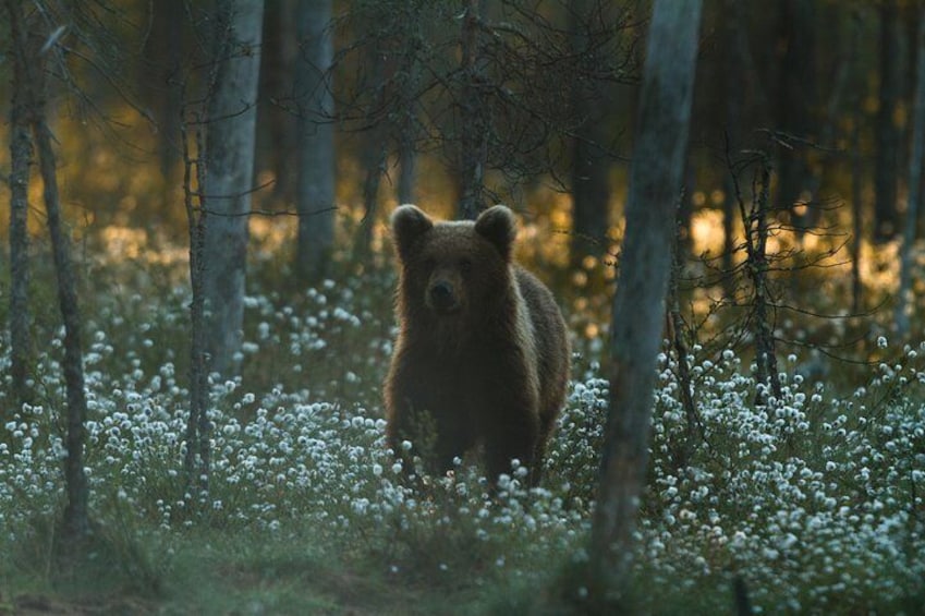 Bear and Cubs Photography 1